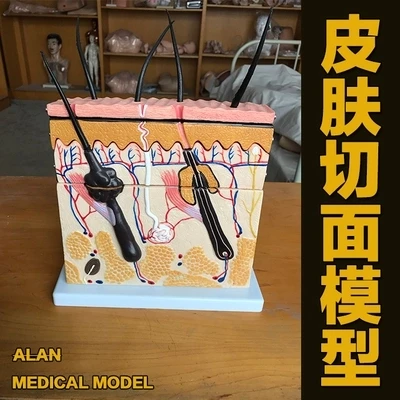 

Skin section Enlarge pore human Skin tissue Three-dimensional structure dissection model