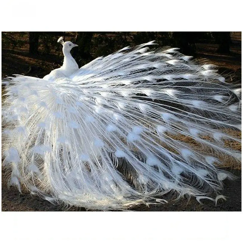 Купить Павлина В Ростовской Области На Авито