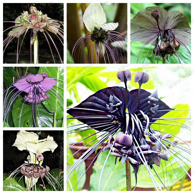 HOT SALE 100pcs Black Tiger Shall Orchid Flowers Seeds ...