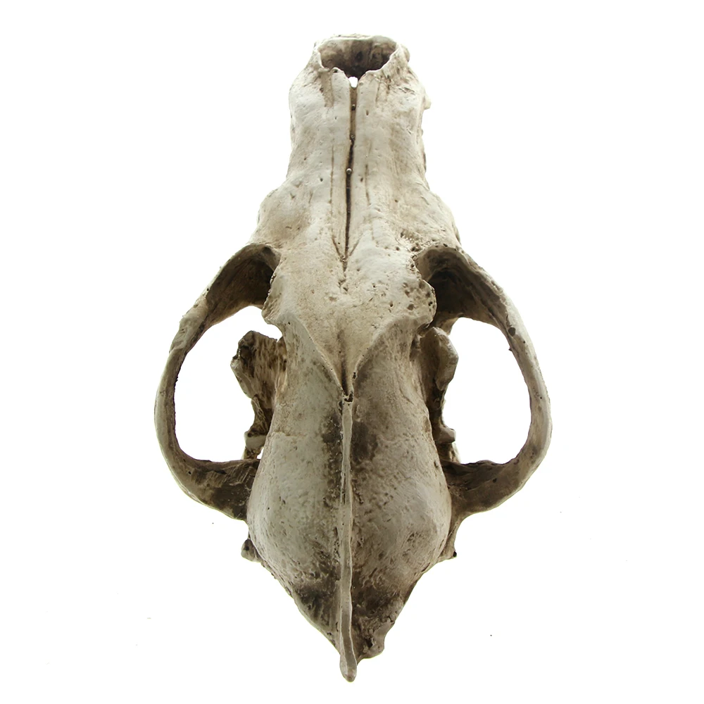 Голова животного с волчьим черепом Taxidermy большой хищник страшная смола голова