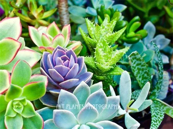 100pcs Exotic Cactus bonsai Japanese Rare Succulents plants Flower Indoor Plantas Perennial Flowers Garden