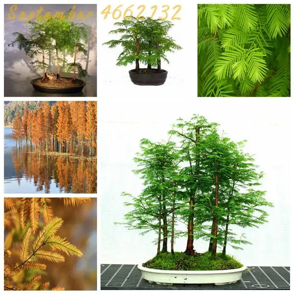 

2019 New to the50 Pcs Pack Dawn Redwood Bonsai Tree Grove Metasequoia Glyptostroboides Bonsai plant DIY Home Gardening potted