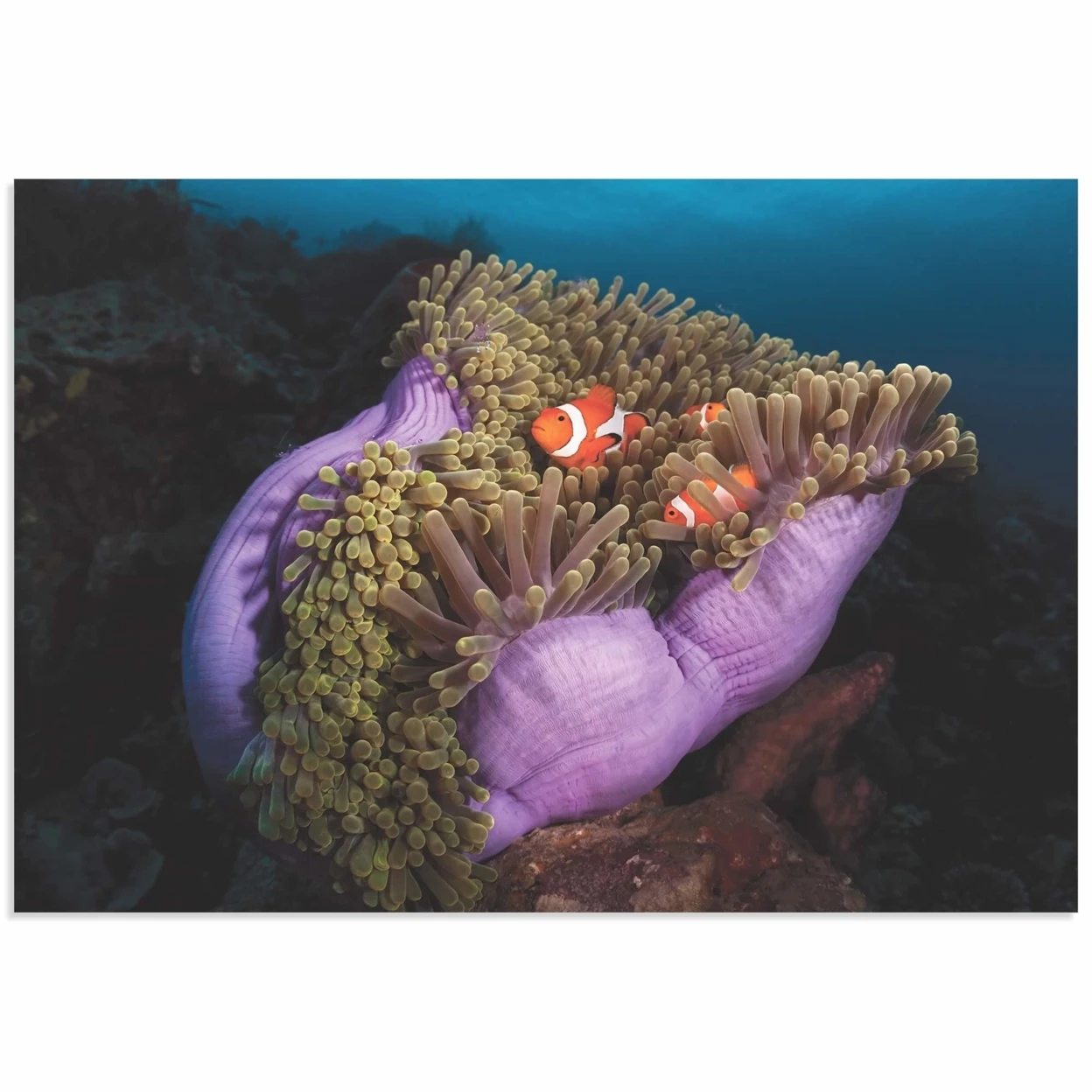 Clown Fish Anemone by Marco Fierli - Coastal Decor on Metal