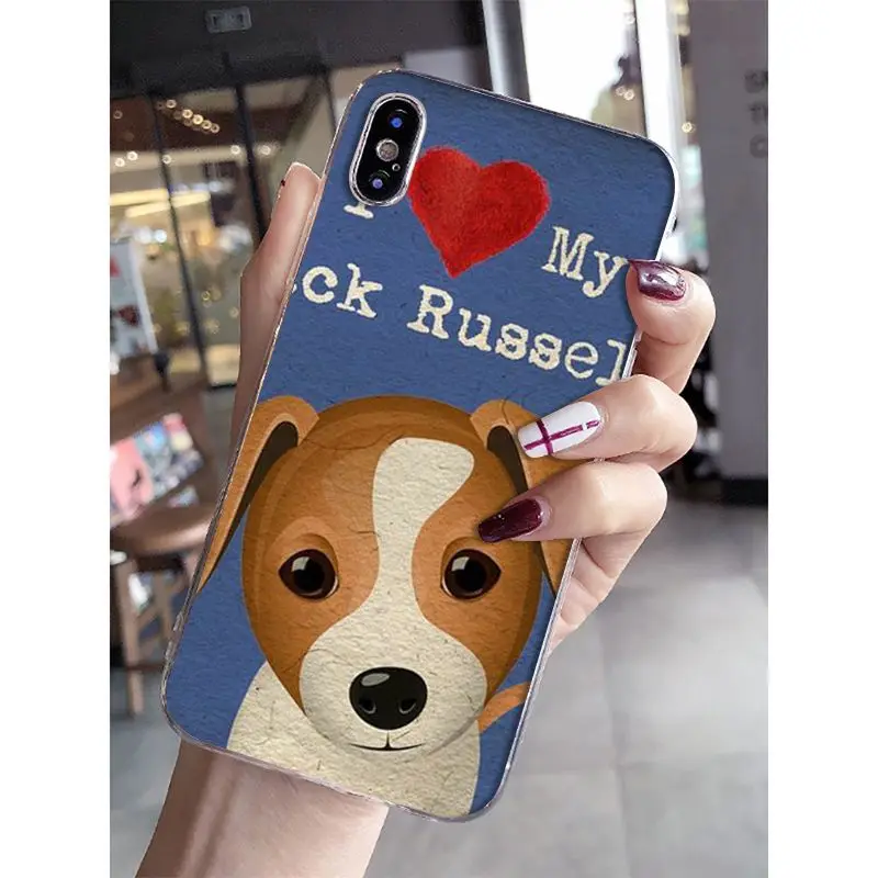 Jack Russell Terrier Dog