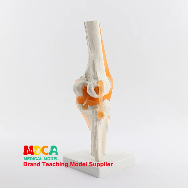 Функциональные коленного сустава демонстрация модели отдела ортопедии кости коленного сустава манекен для медицинского обучения MGJ001