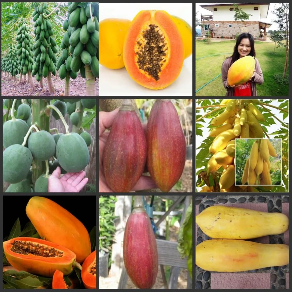 

20pcs Local Farmer Super Sweet Papaya Fruit Tree sementes Real Organic Semillas