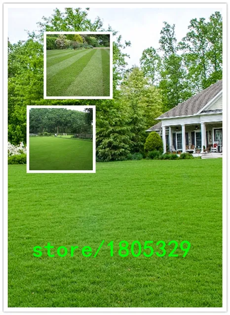 Image Promotion! 100 Seeds 10 kinds mixed packed, Flower Seeds High Germination DIY Garen Perennial Blooming Plants