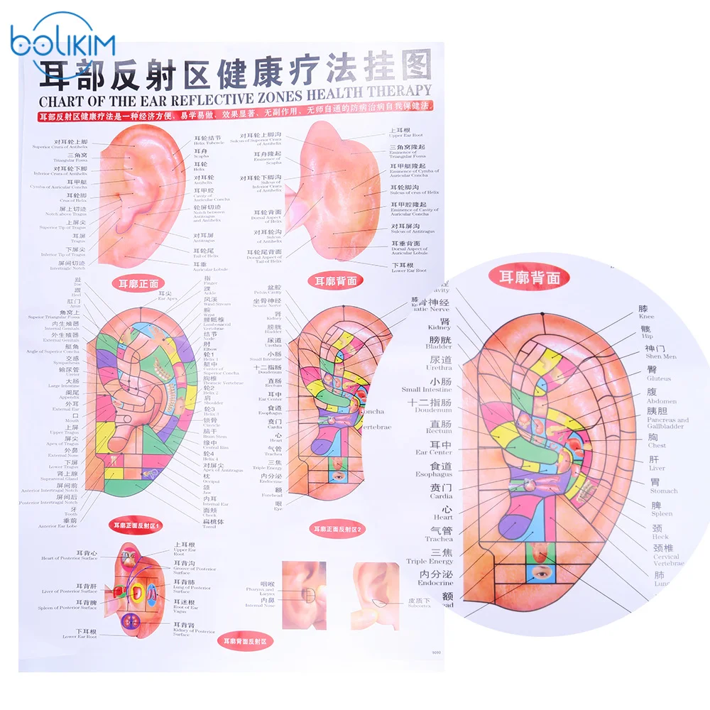 BOLIKIM 6Pcs English Hand&Foot&Ear&body Meridian points of human wall chart female /male acupuncture massage point map flipchart BOLIKIM 6Pcs English Hand&Foot&Ear&body Meridian points of human wall chart female /male acupuncture massage point map flipchart