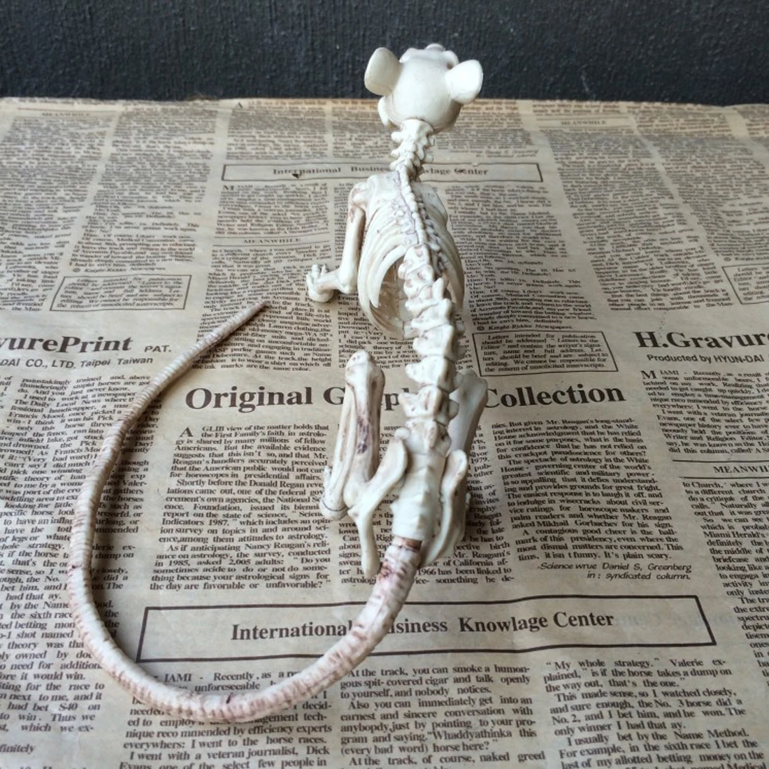 

Wholesale Skeleton Rat 100% Plastic Animal Skeleton Bones for Horror Halloween Decoration