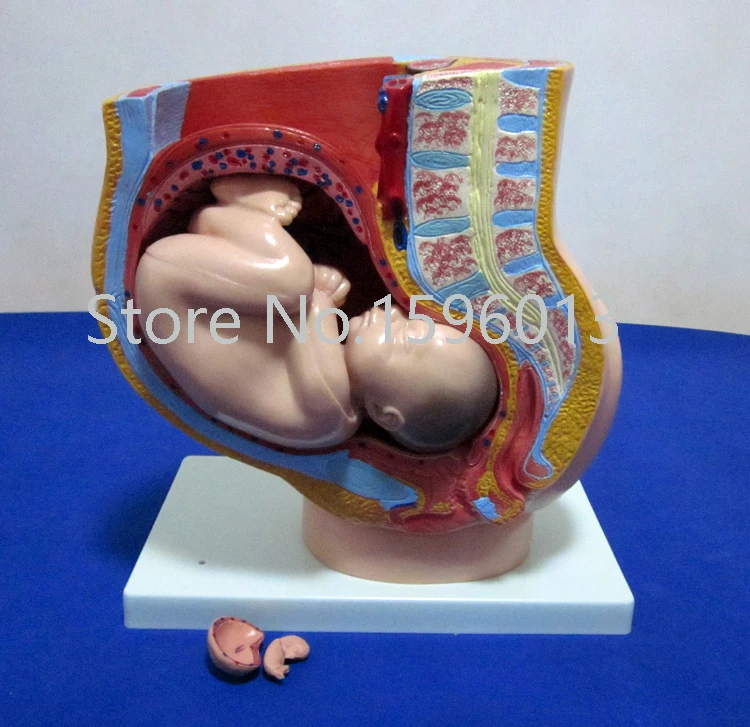 Сагиттальная Анатомия женской модель таза, таз с плода модель 4 части, Женская Анатомия таза с маткой модель