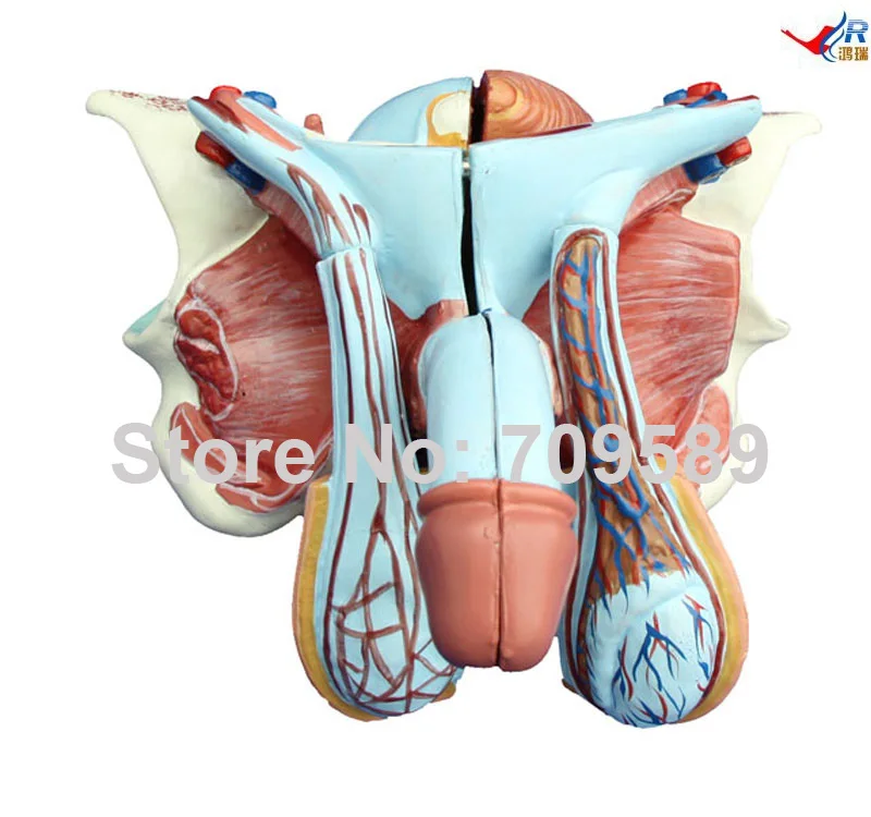Модель мужского генитального органа