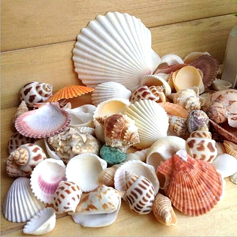 

Natural Shell Decoration Cone Conch DIY Crafts Supplies Mediterranean Shellss Conch Starfish Landscape Aquarium Decorative AB