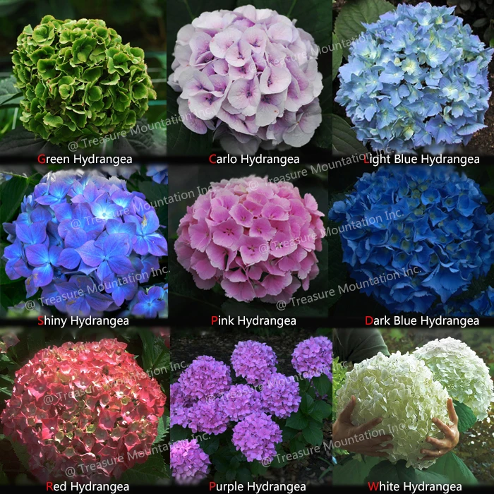 Hydrangea Colors 28 Images 20 Pcs Hydrangea Flower Coloring Wallpapers Download Free Images Wallpaper [coloring436.blogspot.com]