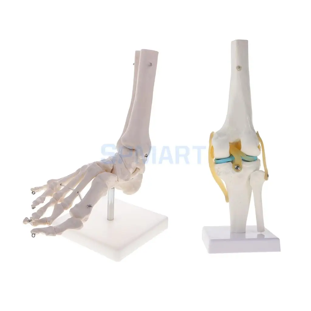 1:1 Human Knee Joint Skeleton +Human Foot & Ankle Joint Model School Teaching Display Lab Supplies Kits