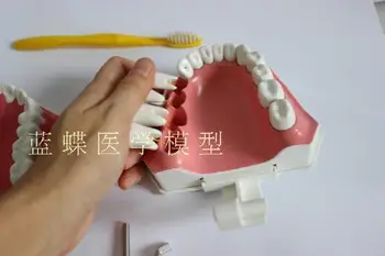 

2X dental demonstration structure model removable teeth model