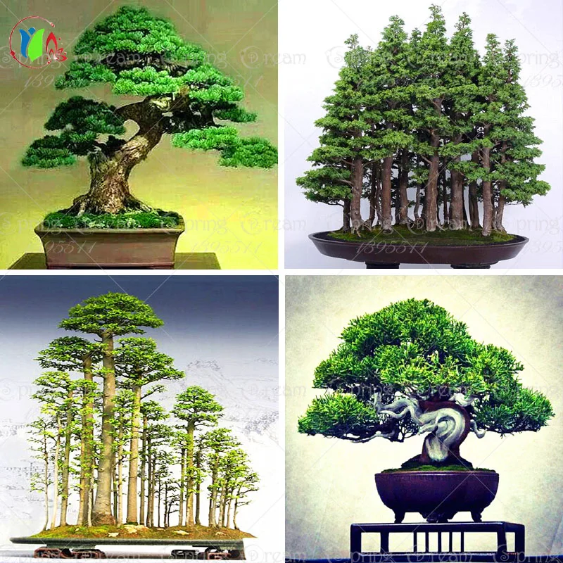 10 juniper bonsai tree potted flowers office bonsai purify the air absorb harmful gases free