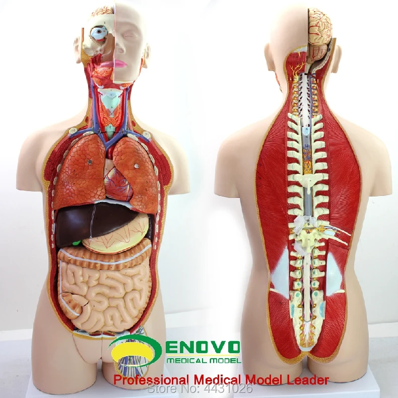 

ENOVO Anatomical model of anatomical model of anatomy of human organ system in 85CM