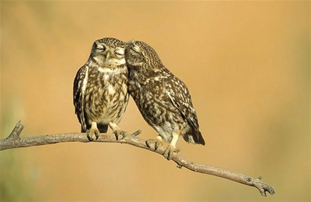 owl_whisperingks-large