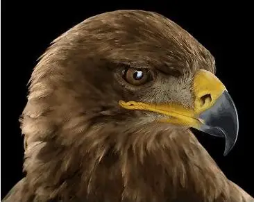 Us 246 5 Offtiger Lion Fox Wolf Orangutan Eagle Dog Owl Diy Painting By Numbers Animal Digital Canvas Painting For Living Room Home Decor In