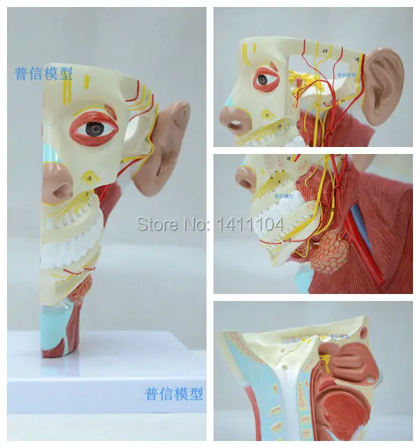 Free shipping&ampHead model head anatomy neck anatomy neural brain model.For teaching medical and Beauty salon. | Канцтовары для