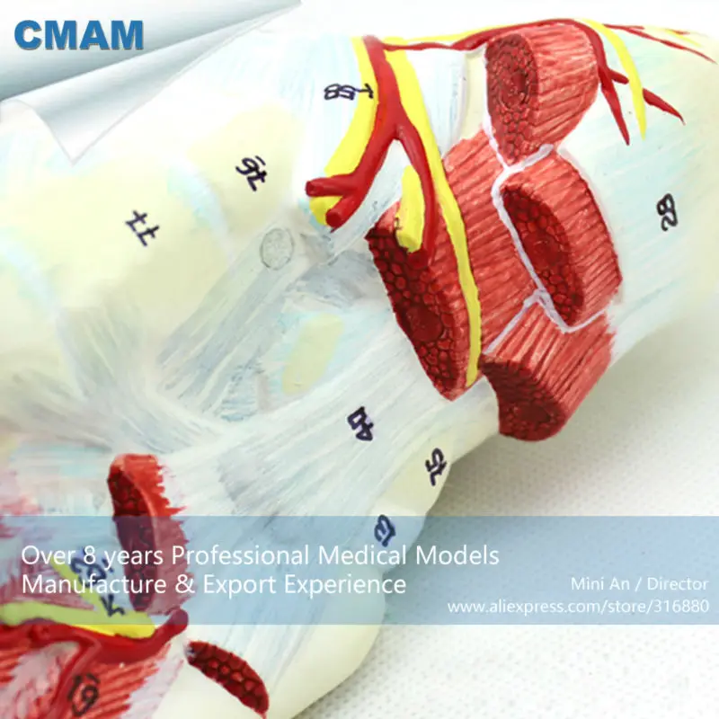 CMAM-MUSCLE11 Медицинский Анатомический Ног Модель с 9-Parts Removabe Мышц и Сосудов