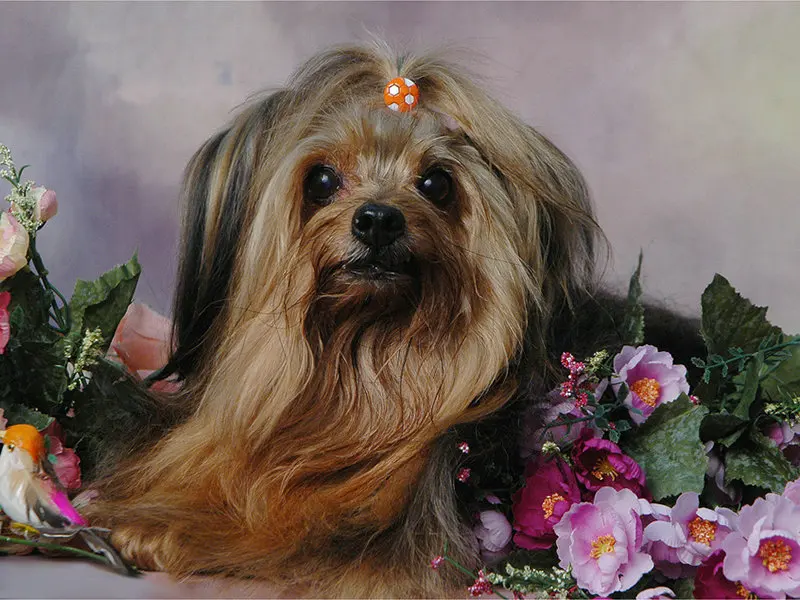 Zhui-Star-5D-DIY-Full-Square-drill-Painting-Cross-Stitch-Cute-dog-Diamond-Rhinestone-Embroidery-Mosaic