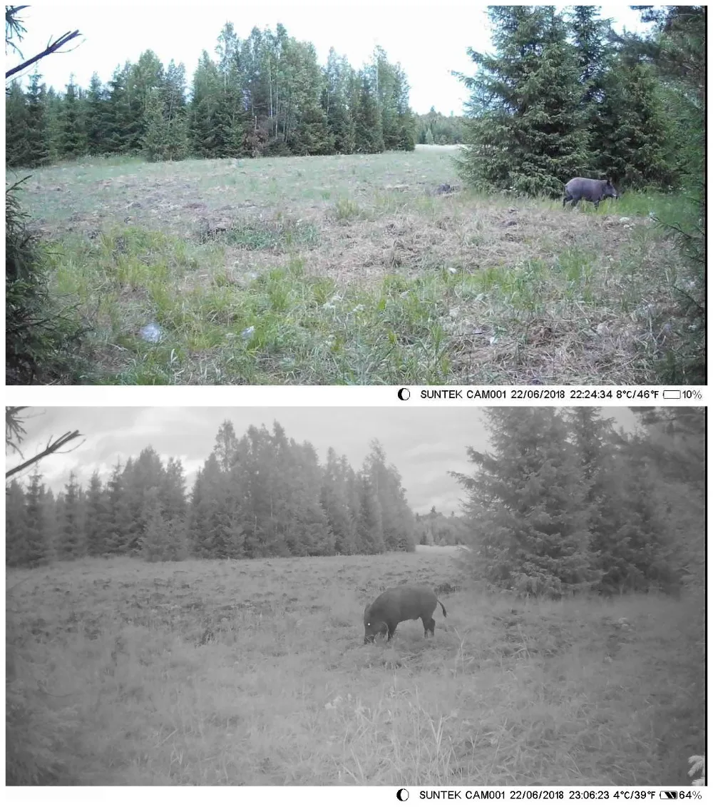 Suntek HC550M 16MP Trail Camera MMS GSM GPRS SMS Trap photo Wild Hunting Camera HC-550M Wildlife Camera 4