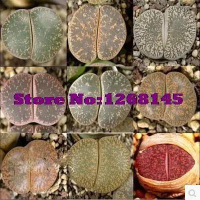 

Imported Hot selling 20pcs Lithops lesliei (Mixed) succulent - DIY home garden free shipping CC12