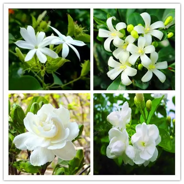 

200 pcsbonsai Gardenia (Cape Jasmine )DIY Home Garden Potted plants Perennial plant , amazing smell & beautiful flowers for room