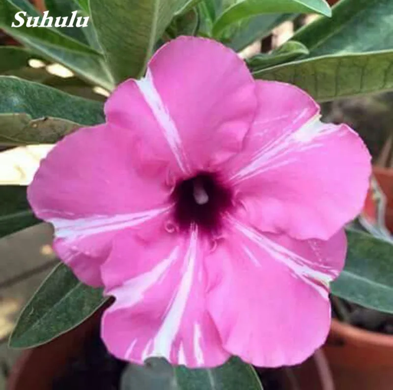 2 pcs Mini Bonsai Desert Rose Planta Exotic Adenium Obesum Plant Flower Indoor Plants Air Purification Home Garden Potted Flower
