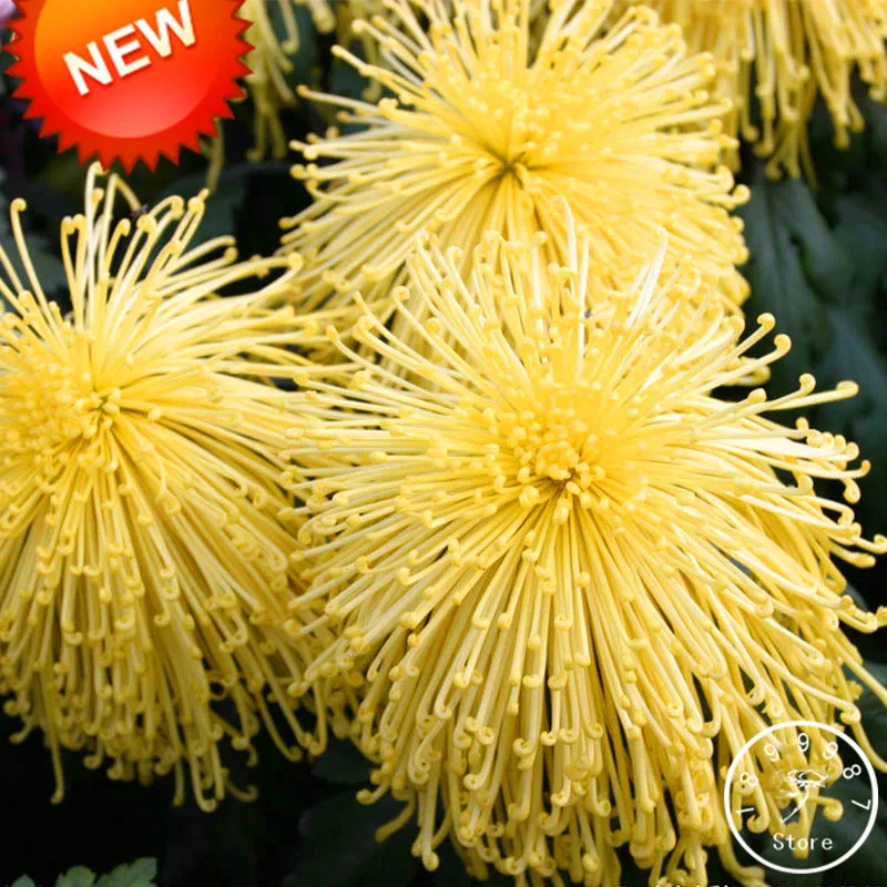 Promotion!100 Seed/pack Rare Fireworks Shape Yellow Chrysanthemum Seeds