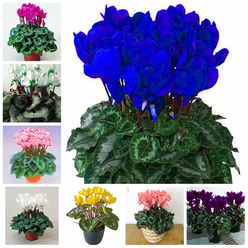 100 Pcs/ Bag Japanese Colorful Bonsai Cyclamen Persicum Flower Outdoor & Indoor Potted Garden Plant Rabbit Ears Blooming Flower