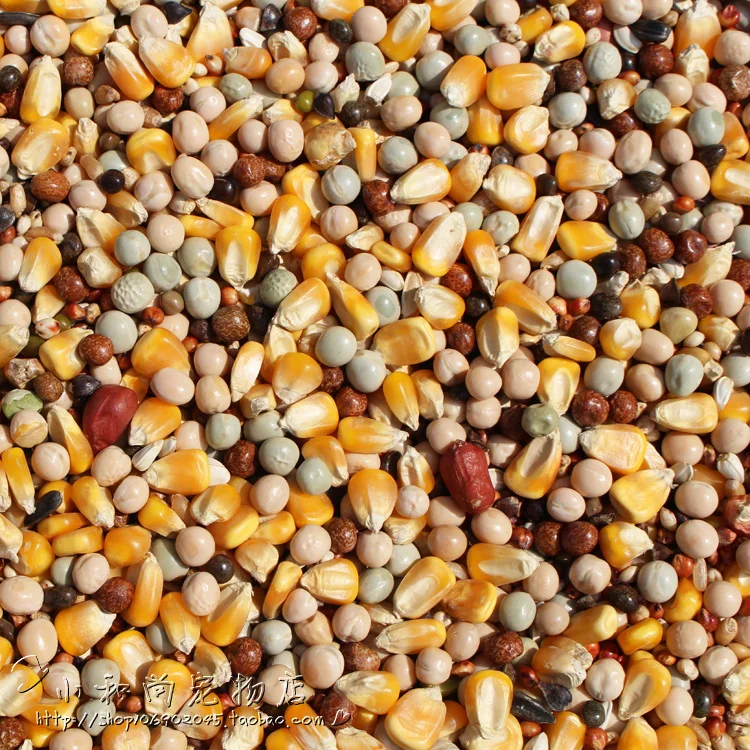 pigeon food recipes food pigeon food recipes food