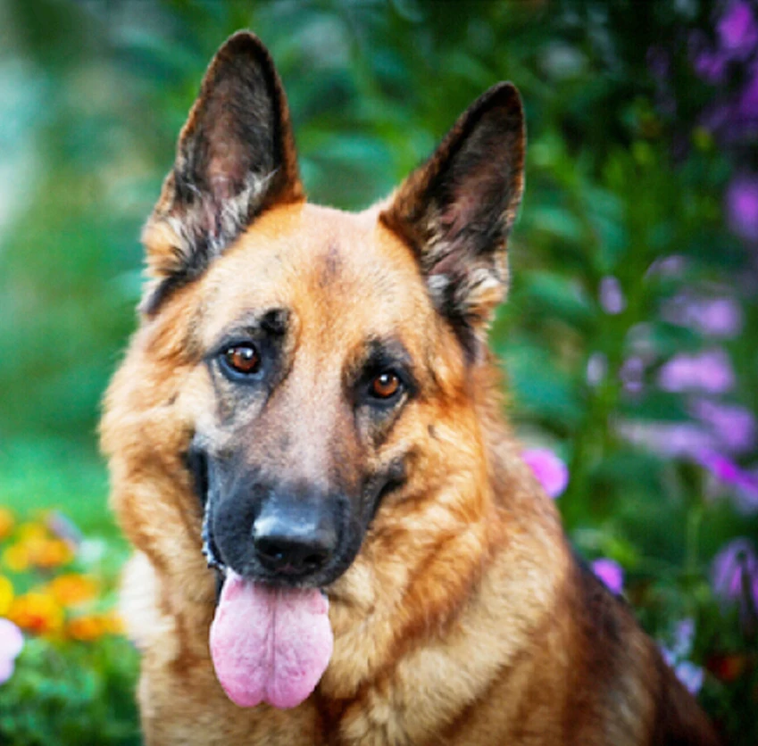 

Full 5d Diamond Embroidery Home Decor 3DIY German Shepherd Dog Resin dog diamond Painting Cross Stitch diamond Mosaic Needlework