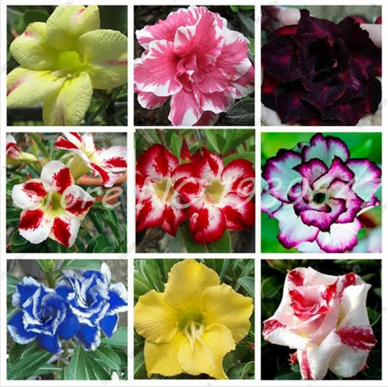 

100% True Adenium Obesum Bonsai Exotic Desert Rose Flowers Balcony Desert-Rose Bonsai MultiColor Petals Succulents Tree 5 Pcs