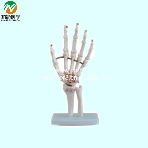 Жизнь-Размеры рук совместное Модели скелетов bix-a1020 g177
