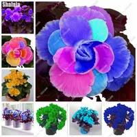 50-Seeds-Begonia-Flower-Seeds-Ideal-Potted-Flower-Plant-Seeds-Balcony-Courtyard-Terrace-Rose-Rieger-Begonia.jpg_200x200