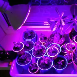 2019 полный спектр растет свет красные, синие УФ ИК Светодиодная лампа для гидропоники цветы растения, овощи