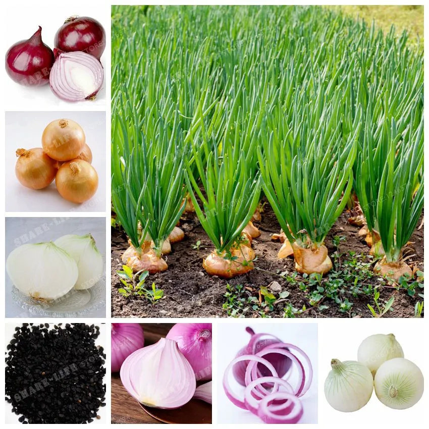 

100Pcs Onion Bonsai Vegetable Bonsai 95% High Germination Vegetable Chinese Allium Cepa Healthy Vegetable Bonsai For Home Garden