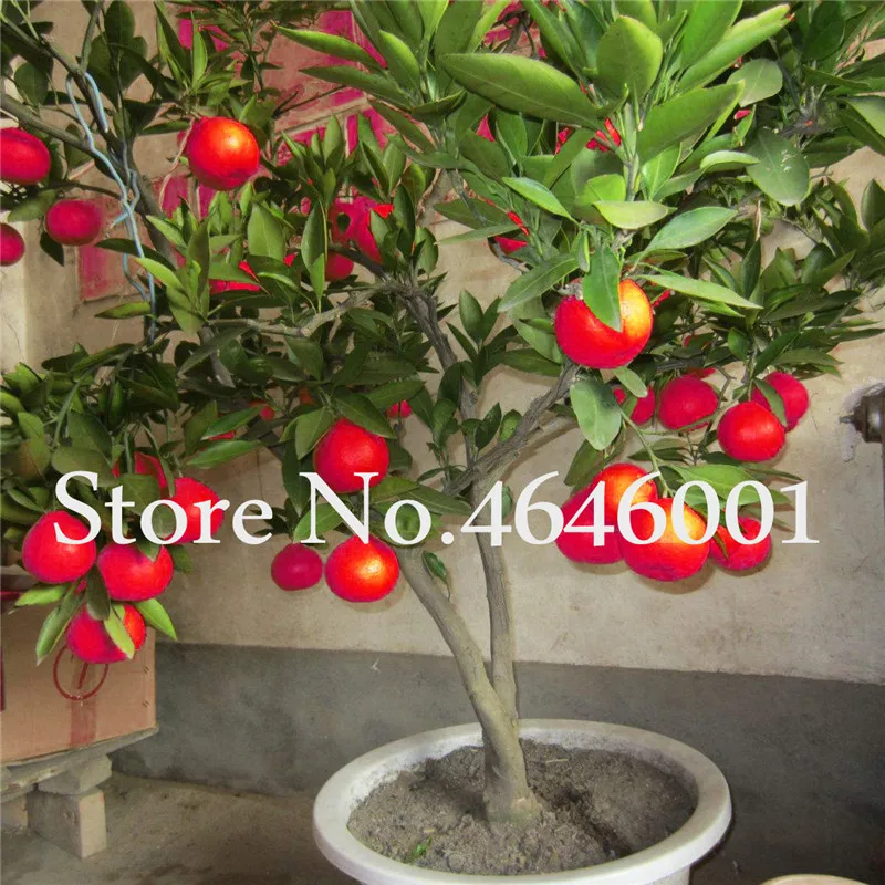 

Big Promotion!30 pcs/bag ,Red Lemon bonsai, potted balcony, planting seasons, sprouting 95%(Kaffir Lime),Source From Thailand