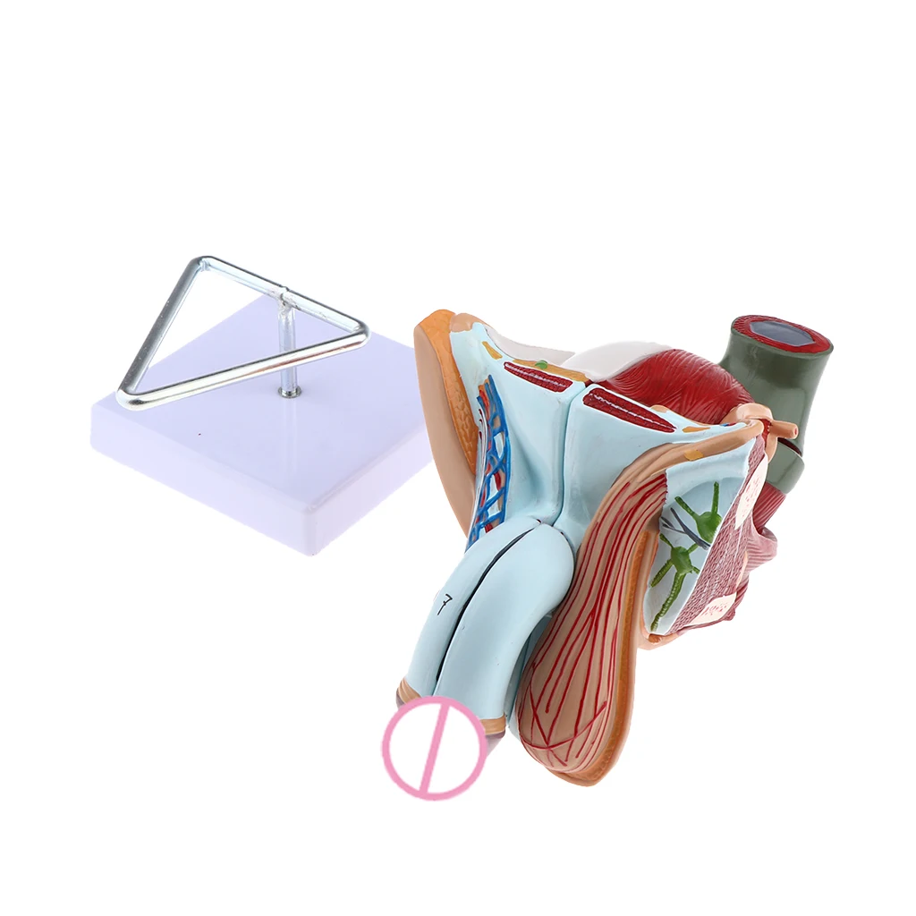 1:1 Male Genital Testis Scrotum Anatomical Model Genitourinary Medicine School Student Teacher Teaching Aids Lab Supplies