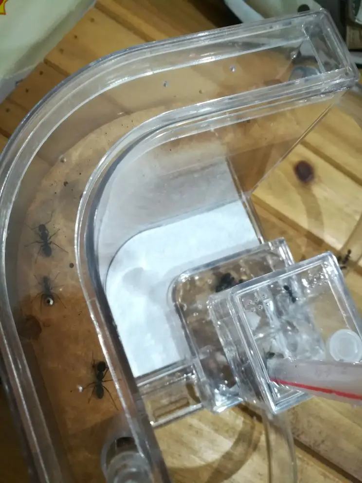 ant-nest-house (9)