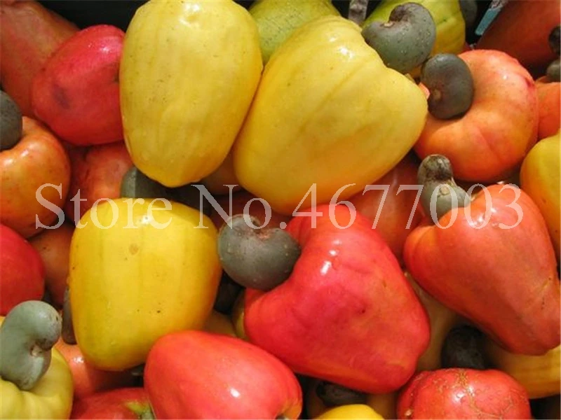New Garden Plants 10 pcs Mini Cashew Tree Bonsai Anacardium Occidentale Rare Outdoor Plant Tree Potted Fruit Germ Free Shipping