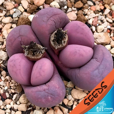 

100% Fresh Real " Red river polka dots " Lithops succulent cactus Semillas~Living stones