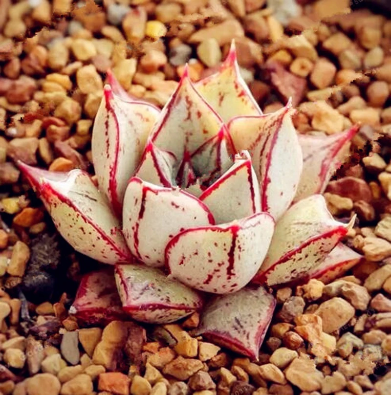 Hot Sale! 100 Pcs Echeveria Purpusorum Bonsai Fresh Succulent Plant Home Rock Garden Gorgeous Round Leaf RARE Succulents Plant Hot Sale! 100 Pcs Echeveria Purpusorum Bonsai Fresh Succulent Plant Home Rock Garden Gorgeous Round Leaf RARE Succulents Plant