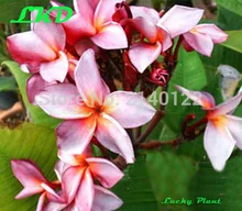 7 15inch Rooted Plumeria Plant Thailand Rare Real Frangipani Plants no307 violet red2