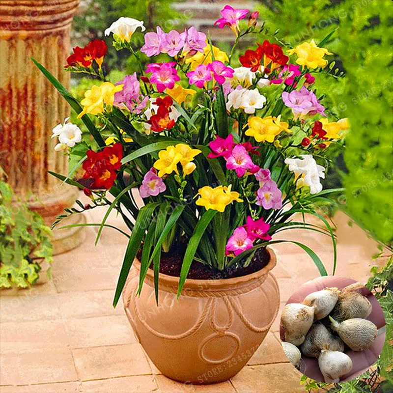 

2 pcs Color Mixing Freesia Bulbs Potted Flowers Potted Plant Roots Bulbs,Indoor Plant,Natural Growth