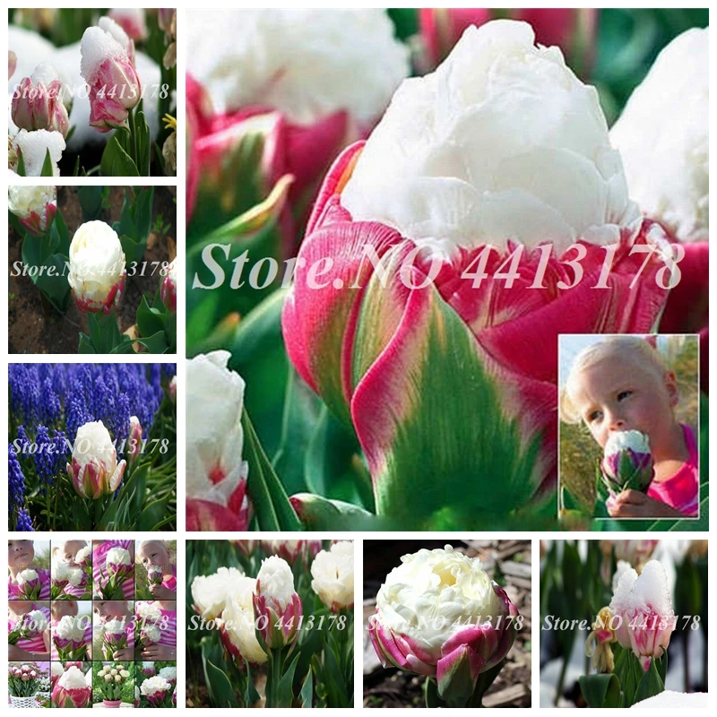

200 Pcs Rare Exotic Tulip Bonsai Aroma Tulip Ice Cream Plants So Rare Not Tulip Bulbs, Hydroponic Bonsai Garden Flower Plantas