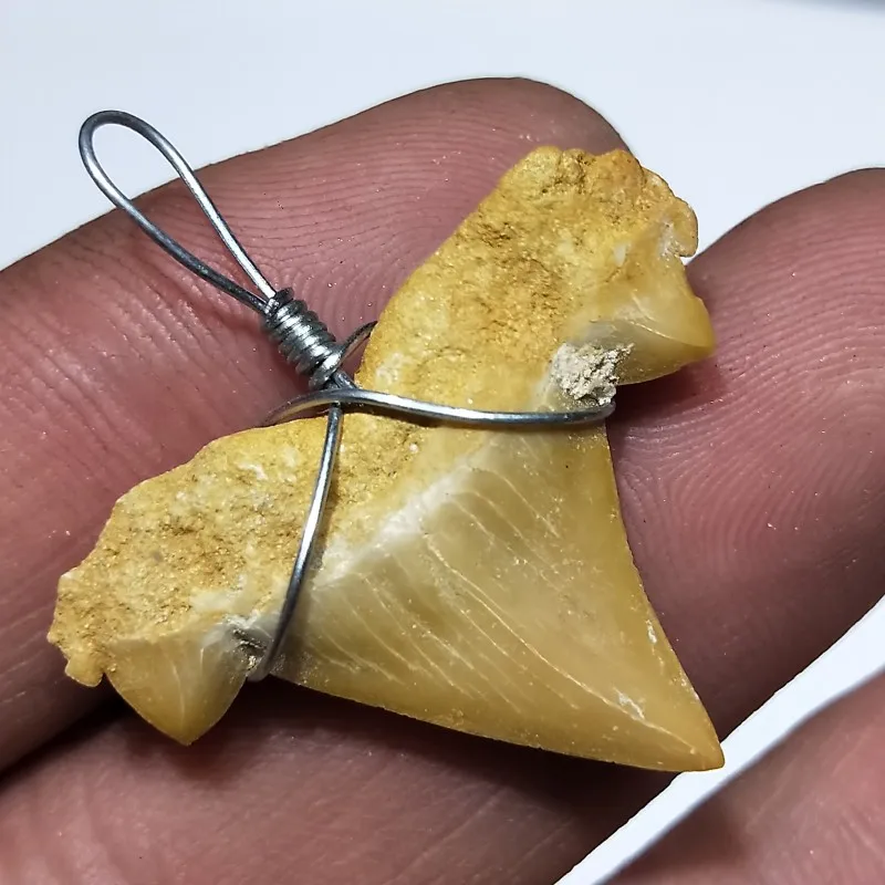 1 шт. 20-30 мм натуральные животные окаменелые зубы акулы минеральные образцы для коллекции в качестве подарка декор кулон