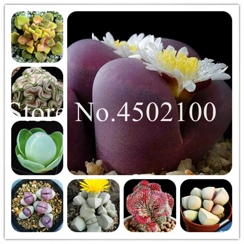 

Free Shipping 100pcs Lithops Bonsai Pseudotruncatella Succulents Raw Stone flower Plant Stems Tetragonia Potted Flowers Pit